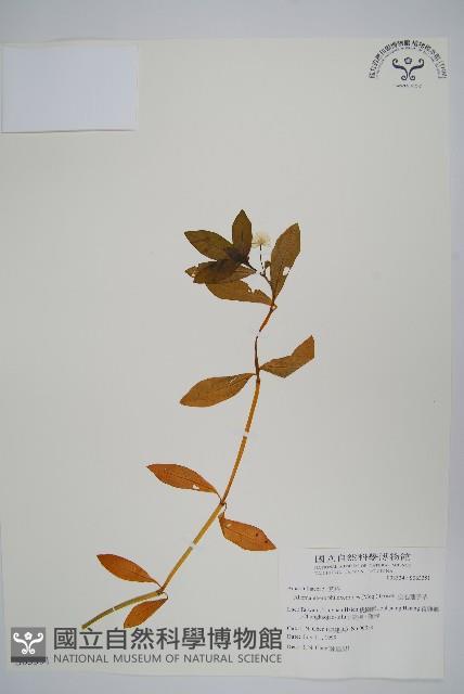 空心蓮子草藏品圖，第1張