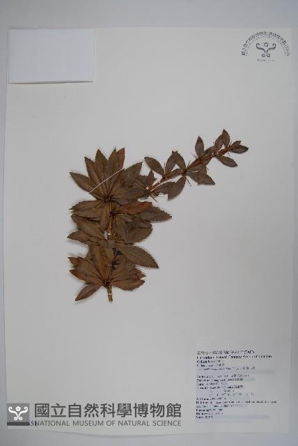 臺灣小蘗藏品圖，第1張