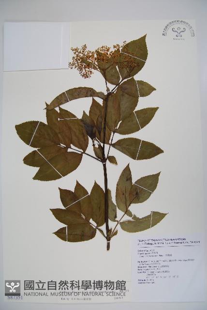 冇骨消藏品圖，第1張