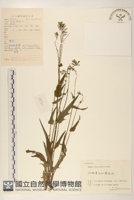 多頭苦菜、野剪刀股藏品圖，第1張