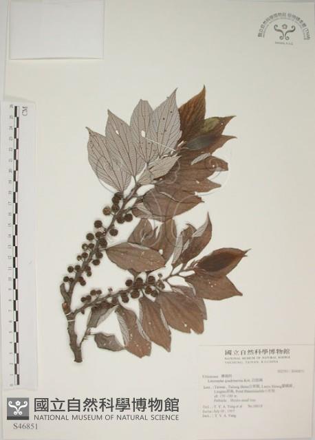 四脈麻藏品圖，第1張