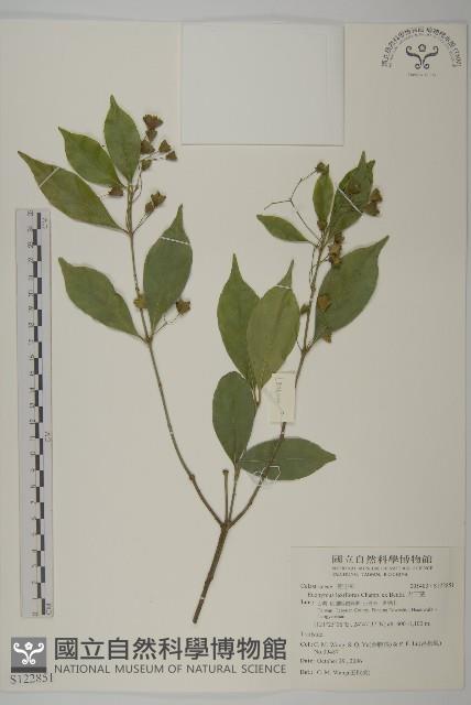 大丁黃藏品圖，第1張