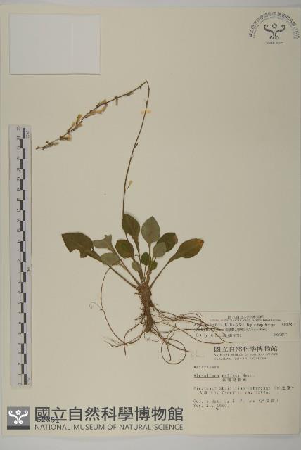 臺灣鬼督郵藏品圖，第1張