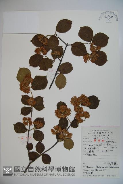 廬山莢迷藏品圖，第1張