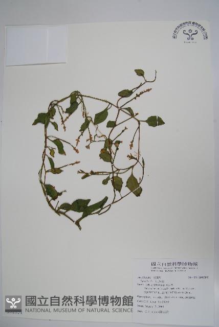 落葵藏品圖，第1張