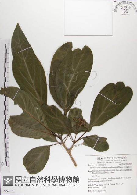 青脆枝藏品圖，第1張