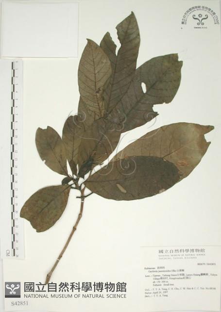 山黃梔藏品圖，第1張