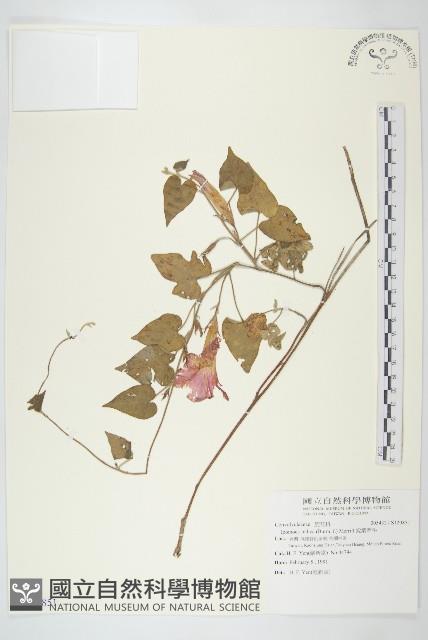 銳葉牽牛藏品圖，第1張