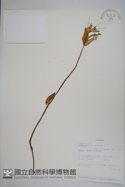 登錄號:S100851藏品圖，第1張