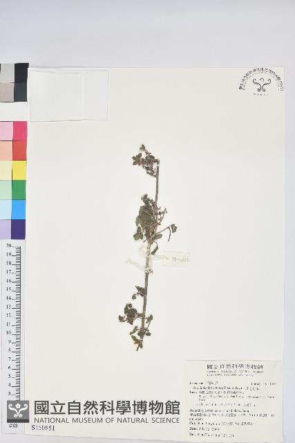 紅毛杜鵑藏品圖，第1張