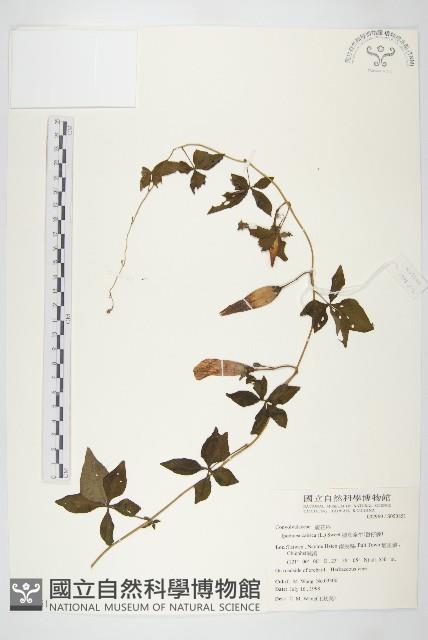 番仔藤藏品圖，第1張