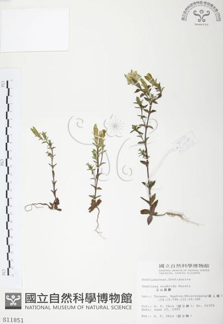 玉山龍膽藏品圖，第1張