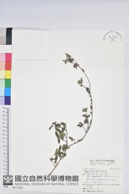 細葉杜鵑、南湖杜鵑、志佳陽杜鵑藏品圖，第1張