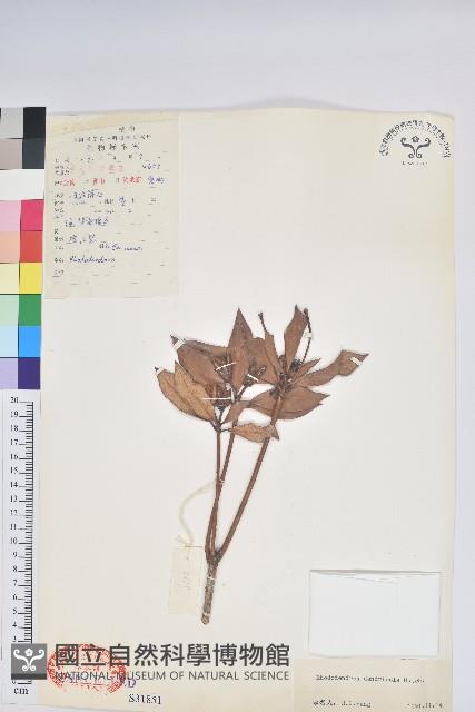 附生杜鵑藏品圖，第1張