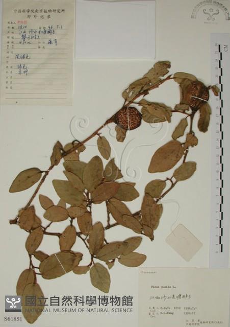 薜荔藏品圖，第1張