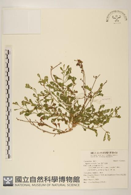 鵝不食草藏品圖，第1張