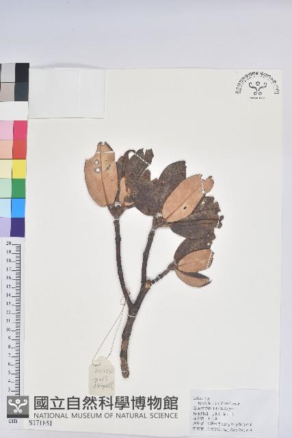 櫟葉杜鵑藏品圖，第1張