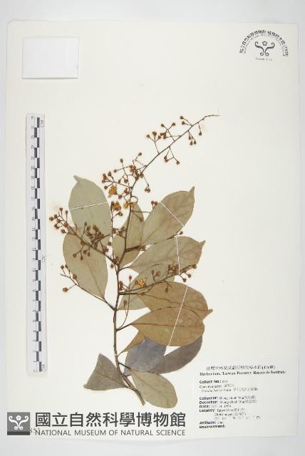 亨利氏伊立基藤藏品圖，第1張