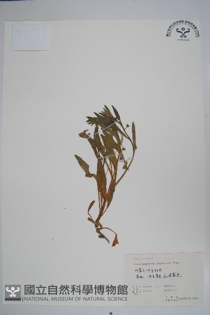 狹苞斑種草藏品圖，第1張