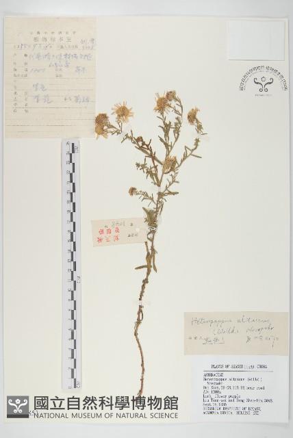 阿爾泰狗哇花藏品圖，第1張