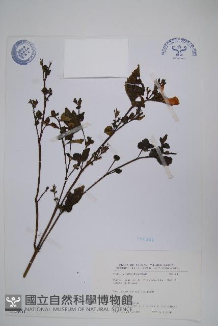 曲莖馬藍藏品圖，第1張