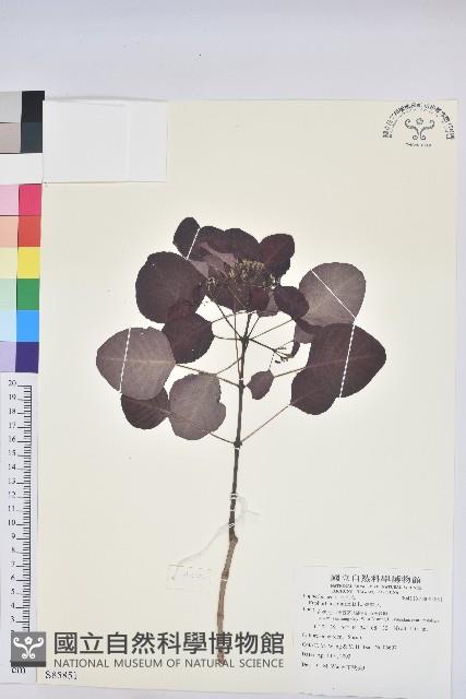 紫錦木、非洲紅藏品圖，第1張