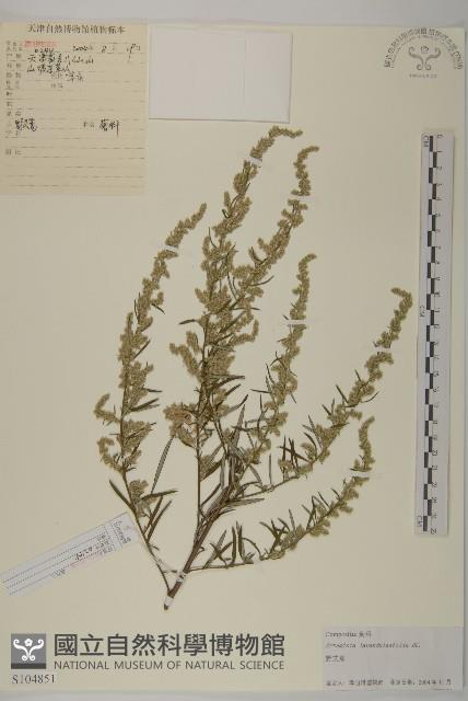 野艾蒿藏品圖，第1張