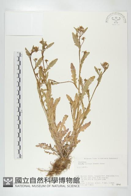 奧地利葶藶藏品圖，第1張