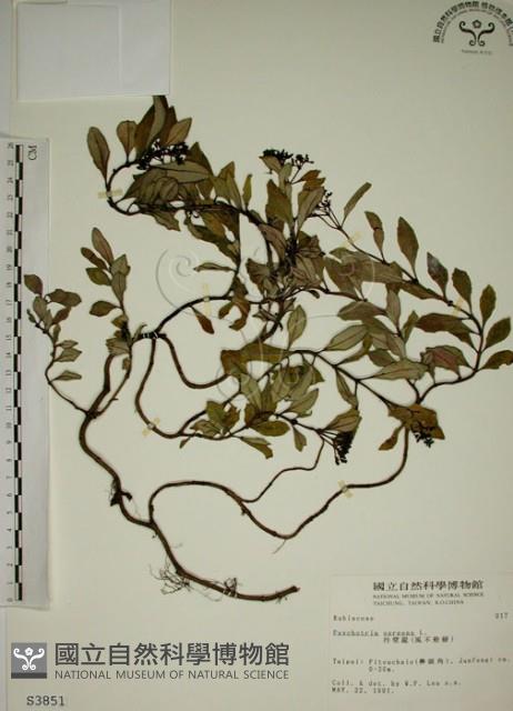 拎壁龍藏品圖，第1張