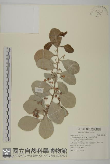 蘭嶼裸實藏品圖，第1張