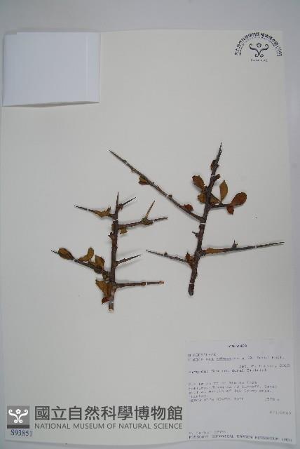 登錄號:S093851藏品圖，第1張