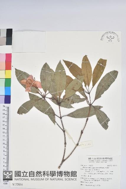 西施花藏品圖，第1張