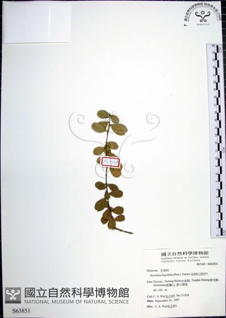 烏柑仔藏品圖，第1張