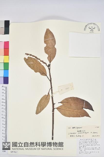 白穗石櫟藏品圖，第1張