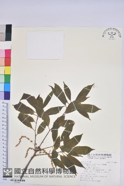 赤柯、赤椆、森氏櫟藏品圖，第1張