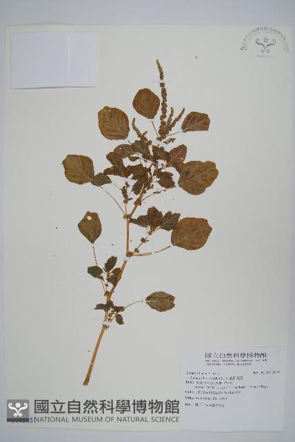 凹葉野莧菜藏品圖，第1張