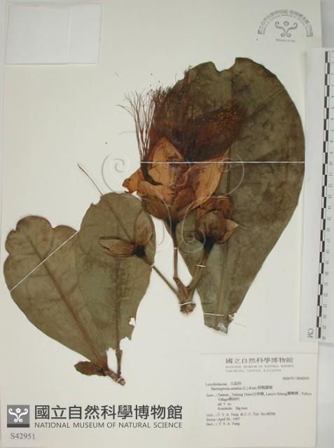 Indian Barringtonia Collection Image, Figure 1, Total 4 Figures