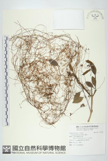 菟絲子藏品圖，第1張