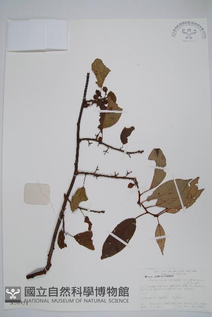 異色獼猴桃藏品圖，第1張