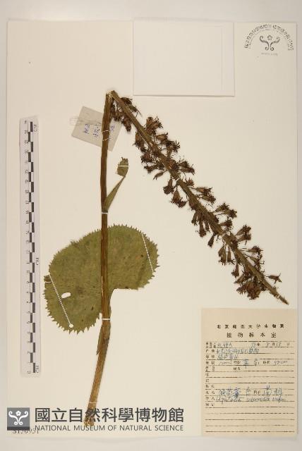 戟葉橐吾藏品圖，第1張