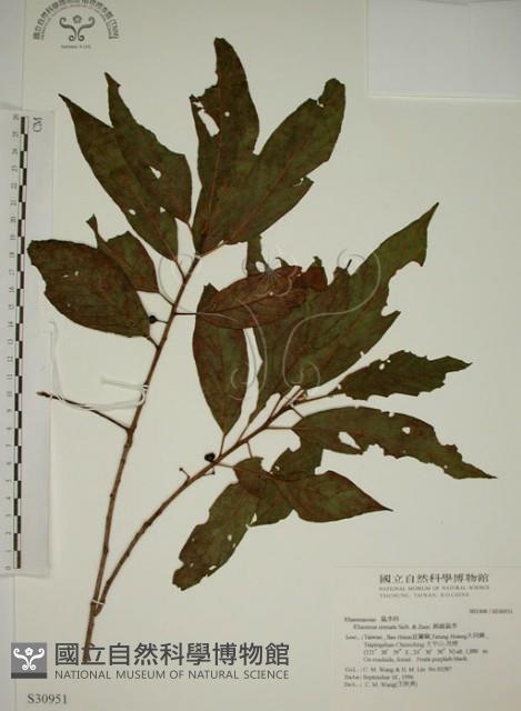 鈍齒鼠李藏品圖，第1張