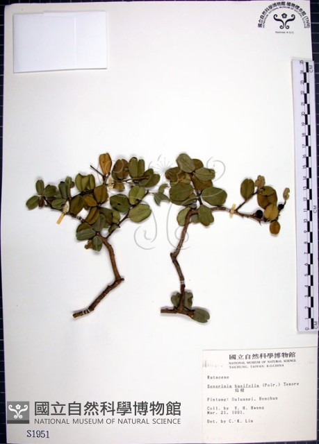 烏柑仔藏品圖，第1張
