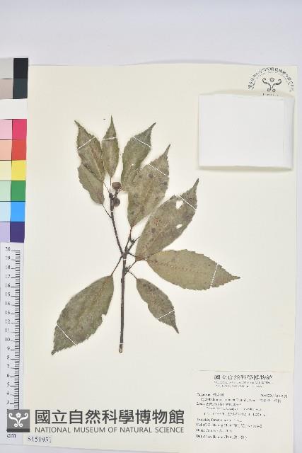 青剛櫟、鐵椆藏品圖，第1張