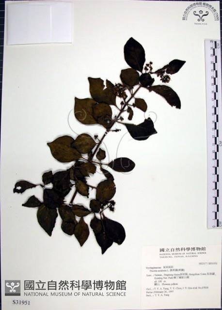 腺果藤、刺藤藏品圖，第1張