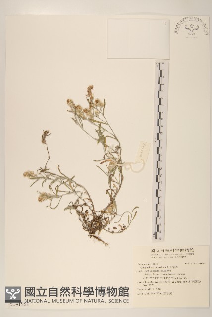絲綿草藏品圖，第1張