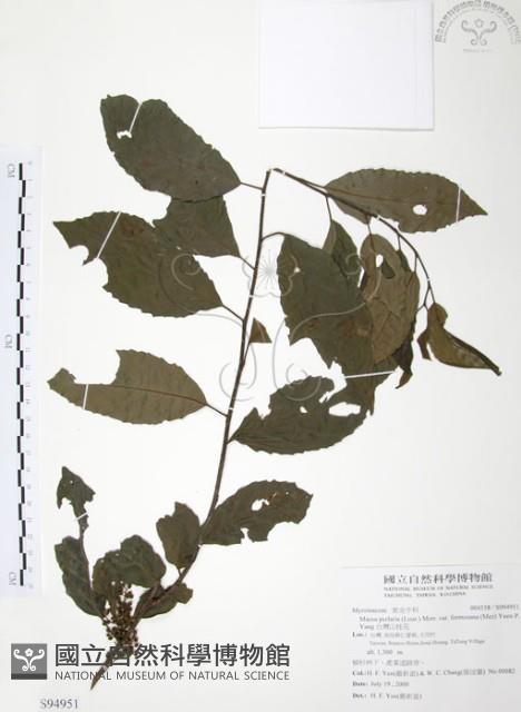 台灣山桂花藏品圖，第1張