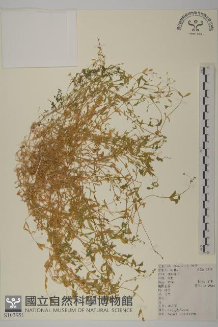 雀舌草藏品圖，第1張