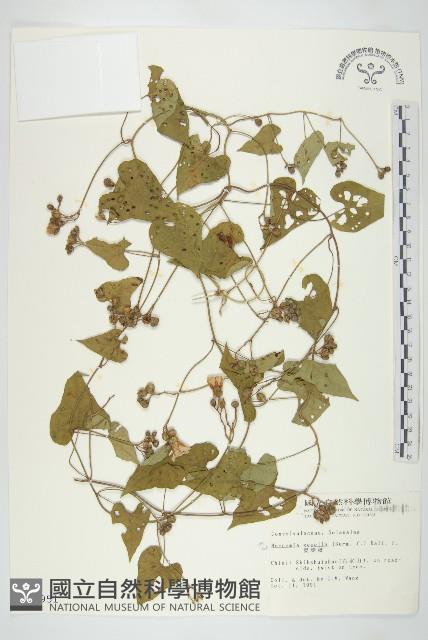 菜欒藤藏品圖，第1張