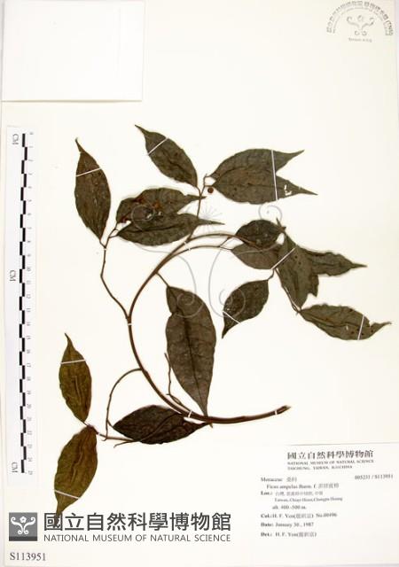 菲律賓榕藏品圖，第1張