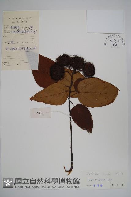 臙脂樹藏品圖，第1張